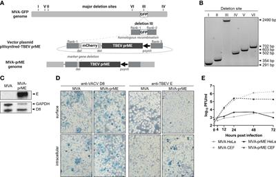 A recombinant Modified Vaccinia virus Ankara expressing prME of tick-borne encephalitis virus affords mice full protection against TBEV infection